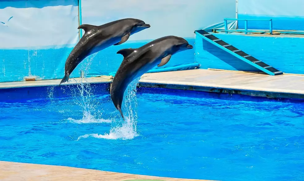 Дельфинарий в Севастополе
